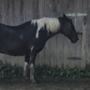 Meet your Posher, Jacky